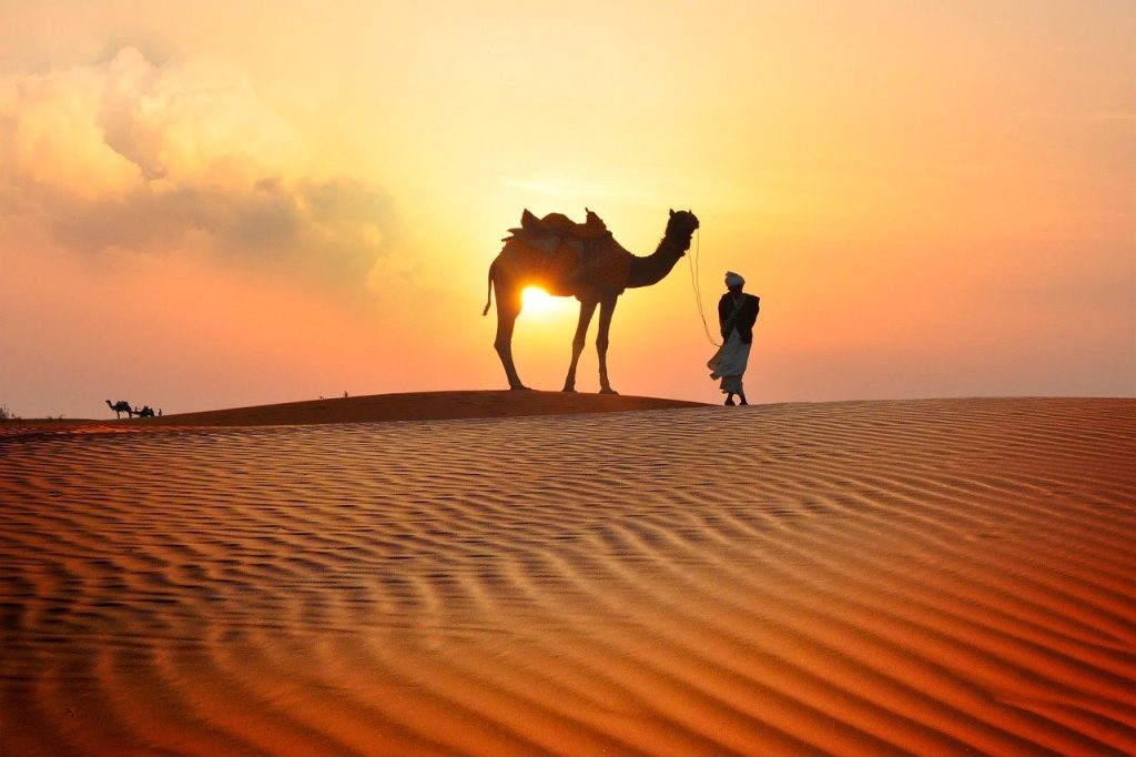 desert, sunset, dunes, sand, dromedary, clouds, nature, landscape