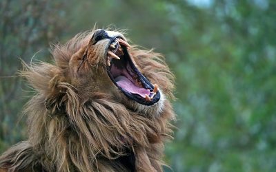 Comment Identifier Vos Forces Avant de Choisir une Spécialisation