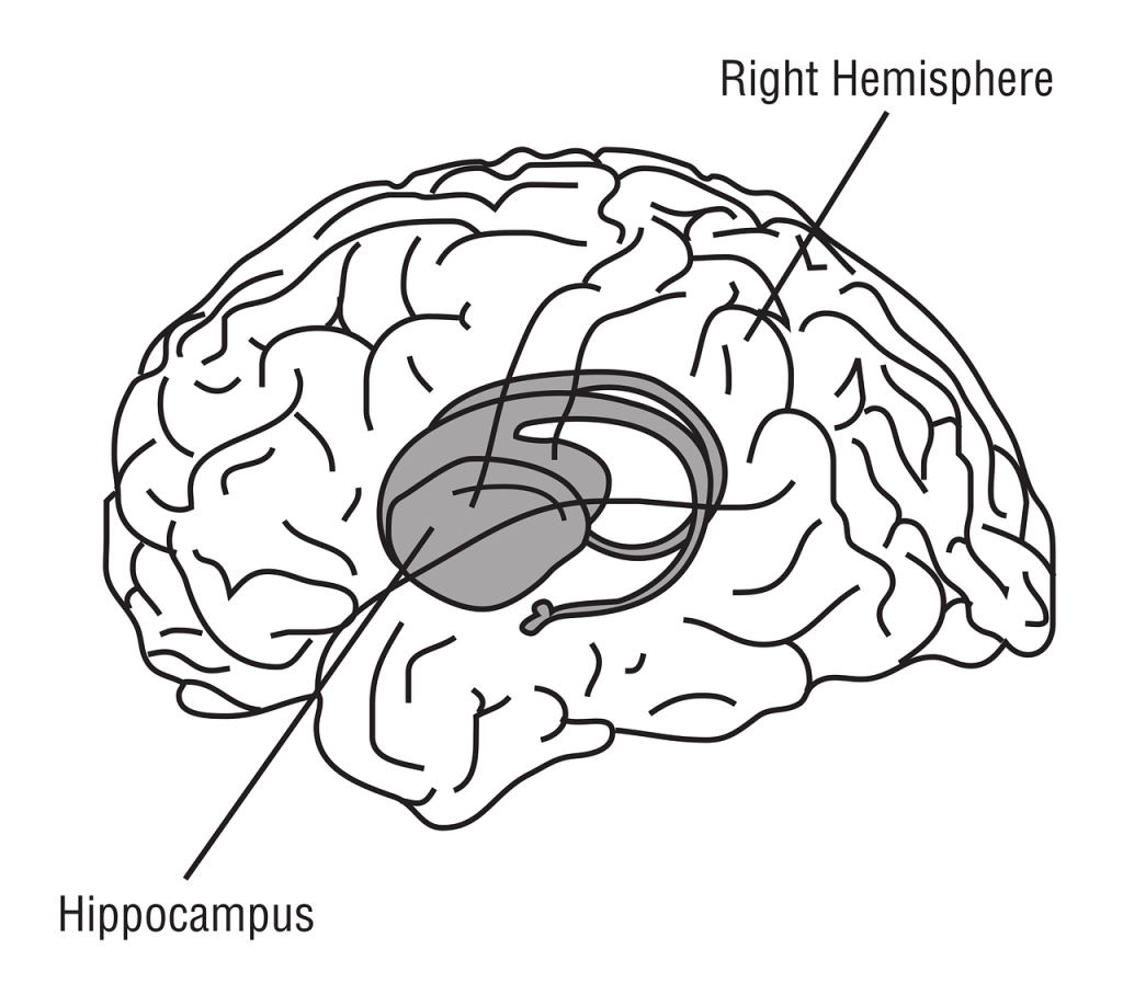 découvrez le fonctionnement du cerveau humain, ses mécanismes complexes et son rôle essentiel dans les processus cognitifs, émotionnels et comportementaux.
