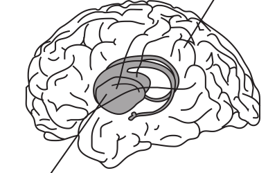 Comment fonctionne le cerveau humain ?