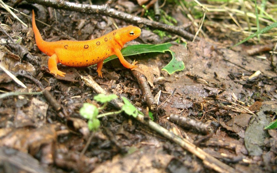 Eft pour thérapeutes : comment intégrer cette méthode dans votre pratique ?