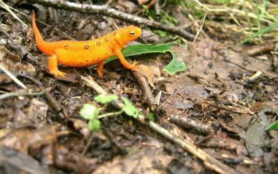 Eft pour thérapeutes : comment intégrer cette méthode dans votre pratique ?